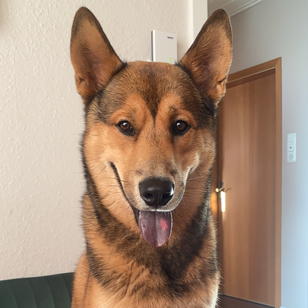 Hund